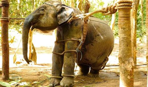 Please Stop” Enduring Burning Heat And Chains Elephants Suffer