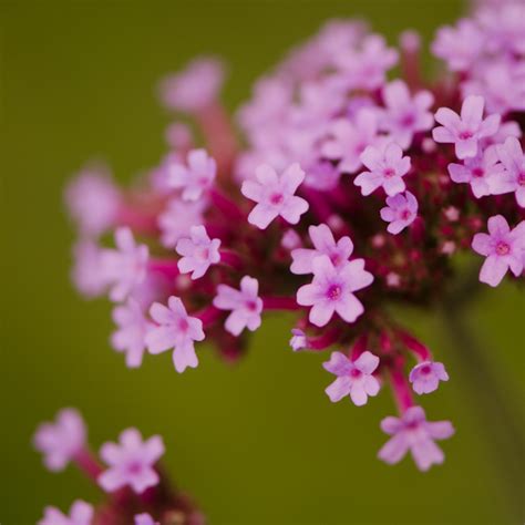 Verveine De Buenos Aires Verbena Bonariensis Le Jardin Des Vie La Joie