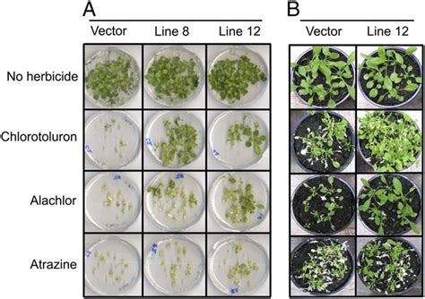 Herbicide Resistance Of Transgenic Arabidopsis Expressing AmGSTF1 A