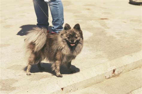 Naya the dog stock image. Image of kitten, animal, whiskers - 183524801