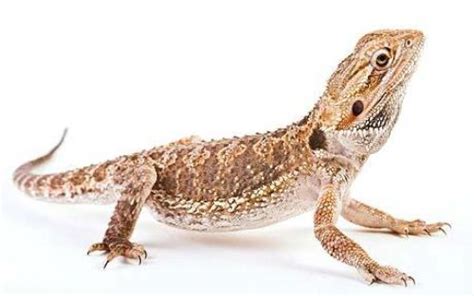 10 Facts about Bearded Dragons - Fact File