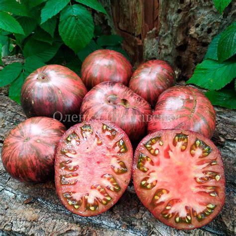 Томат Біфштекс Марші ( Marsha’s Starfighter Beefsteak). – МегаТомат