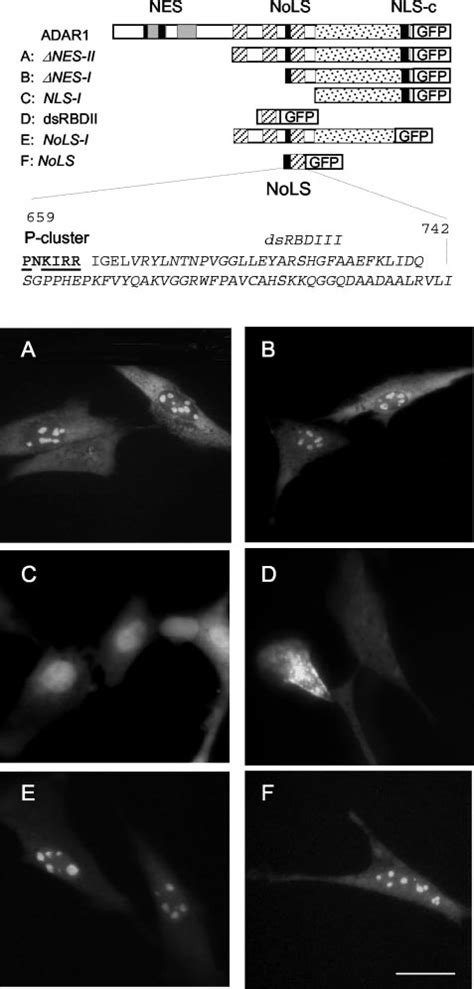 The Nols Consists Of The P Cluster And Dsrbdiii The Localization Of