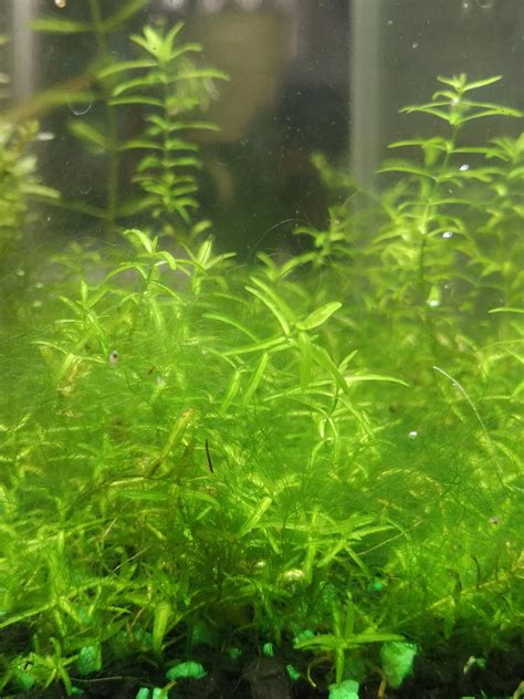 What type of Algae is this? It's taking over : r/PlantedTank
