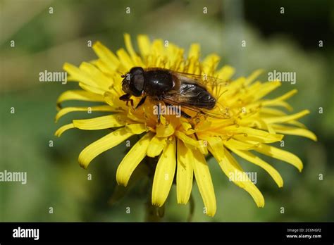 Common Dronefly Hi Res Stock Photography And Images Alamy