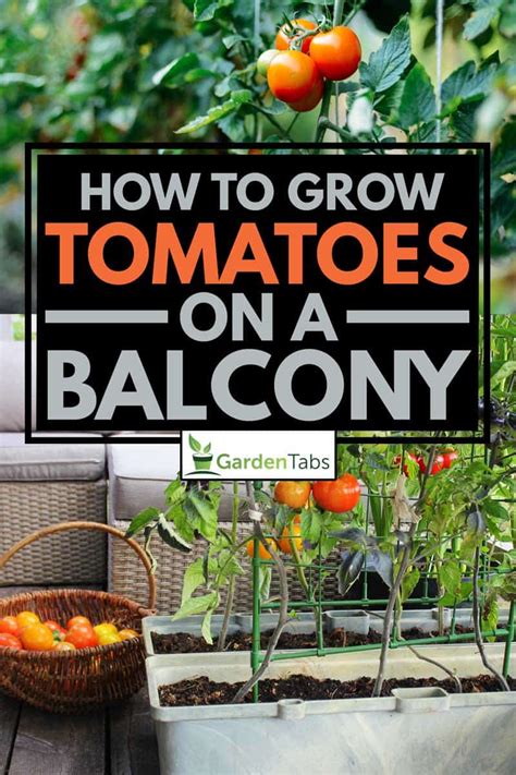 How To Grow Tomatoes On A Balcony