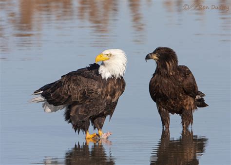 A Visual Comparison Of Two Bald Eagle Development Stages – Feathered