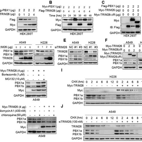 Trim26 Promotes Nsclc Cell Proliferation And Migration In Association