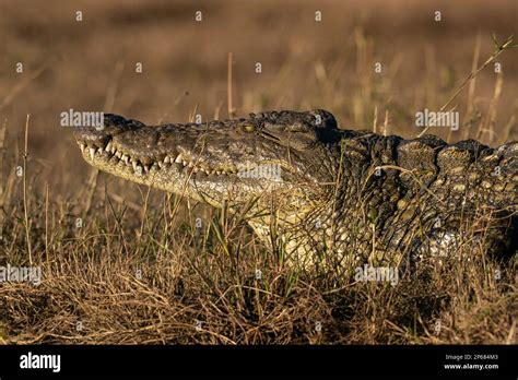 Nile Crocodile Crocodylus Niloticus Resting On River Bank Chobe