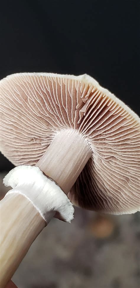 Do You Guys Appreciate Gill Porn R Shrooms