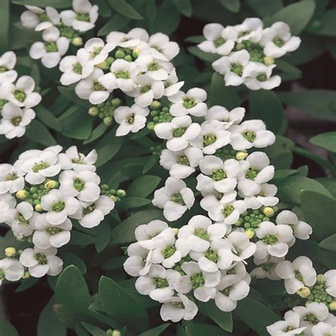 Alyssum Clear Crystal White