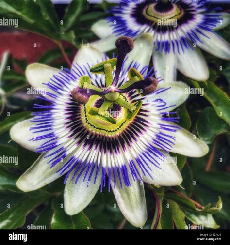 Pasionaria azul pasiflora caerulea fotografías e imágenes de alta