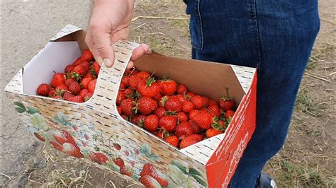 Знаменитые клубничные поля Германии, где нашли, сколько стоит ...