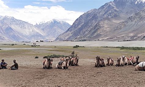 Peaky humps, stoic natures: Bactrian camels in Nubra Valley [Commentary]