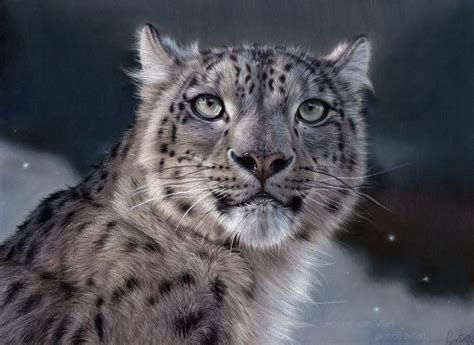 drawing a snow leopard 11