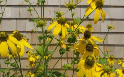 Find Plants Cape Cod Native Plants