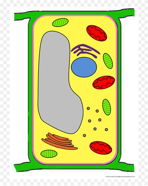 Label Clipart Plant Cell Plant Cell Clipart Png Download 5376743
