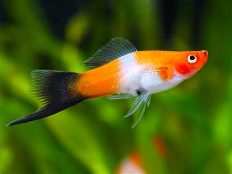 Kohaku Wagtail Swordtail Aquafood