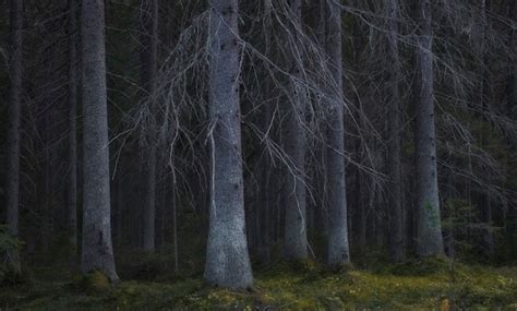 Premium Photo Old Gloomy Naked Fairy Forest In Autumn