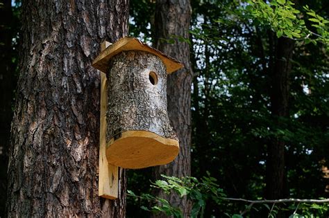 Kostenloses Foto Wald Baum Stand für Vögel Vogelhaus Zucht