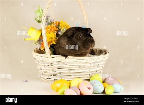 Guinea Pig White Background Hi Res Stock Photography And Images Alamy