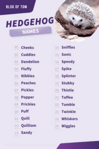 387+ Hedgehog Names (Cute, Funny & BEST Ideas In 2025)