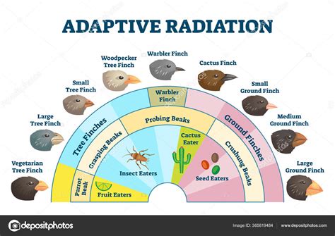 A Irradiação E O Sucesso Evolutivo Das Angiospermas - O Que é Irradiação Adaptativa - FDPLEARN