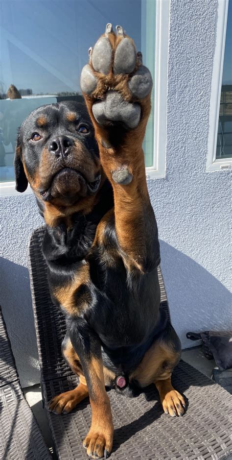 High five, humans of Reddit! 🐾 : r/Rottweiler