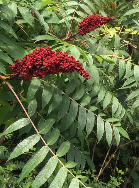 Indians used sumac berries to make a drink called Indian lemonade ...