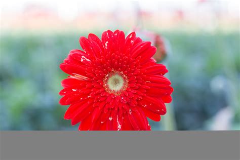 Thrips - Biocontrol, Damage and Life Cycle