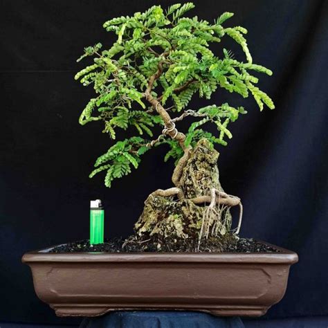 Jual Bonsai Tanaman Hias Pohon Asem Asam Jawa On The Rock Di Atas Batu