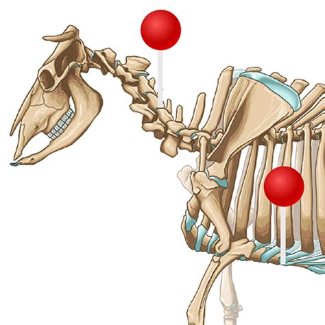 Bovine Osteology Normal Anatomy Vet Anatomy