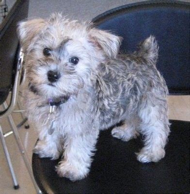 Maltipoo. I love the black and white! (With images) | Schnoodle puppy ...