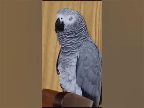 У бабушки серый Козел... Кто игрушал ? - YouTube