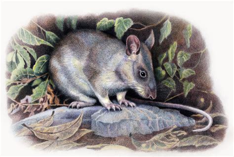 Giant Pouched Rat by WillemSvdMerwe on deviantART