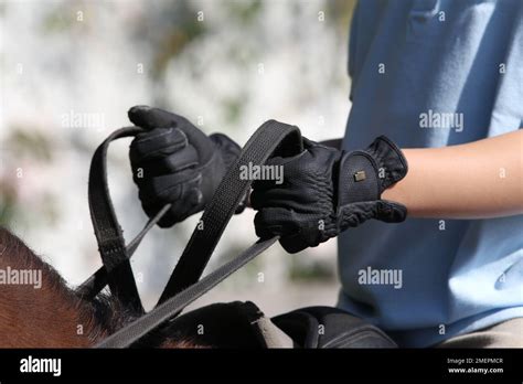 Holding Horse Reins Stock Photo Alamy
