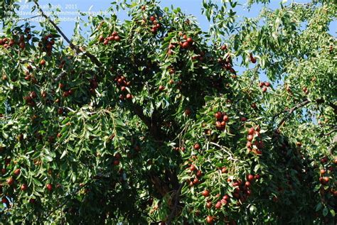 PlantFiles Pictures: Jujube, Chinese Red Date, Chinese Date, Korean ...