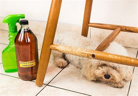 How Do You Keep Dogs From Chewing On Wood