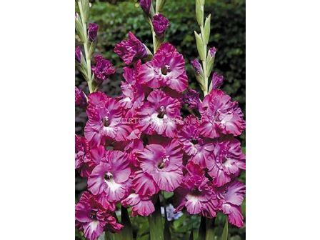 Гладиол Nablus Frizzle - 25 бр | | SortoviSemena.BG