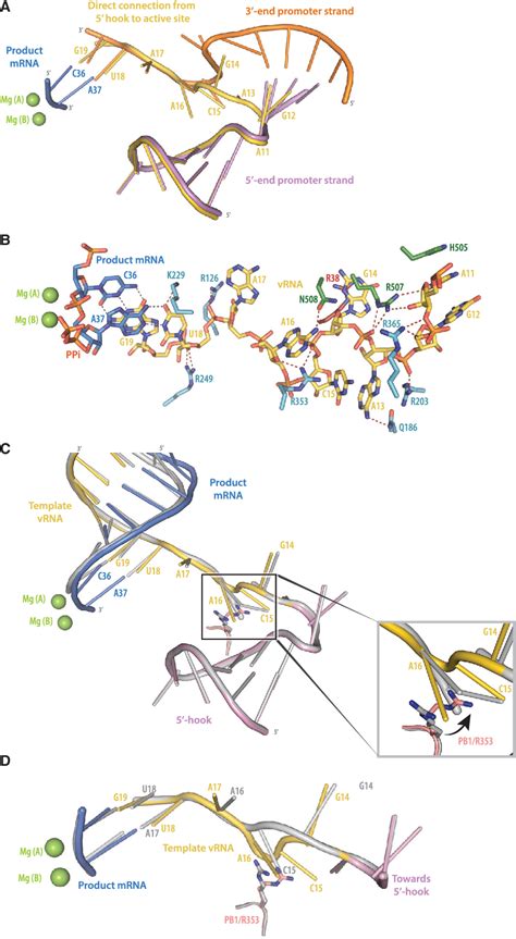 Figure 3 From A Structure Based Model For The Complete Transcription