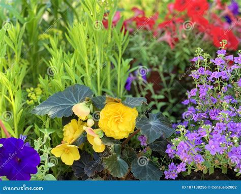 Blooming Flower Bed In Summer Stock Photo Image Of Flower Summer