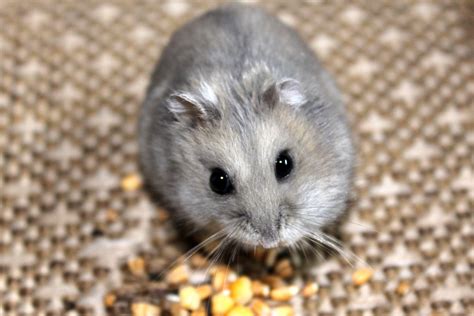 The Lifespan of Dwarf Hamsters - Little Bundles of Cuteness - Pet Ponder