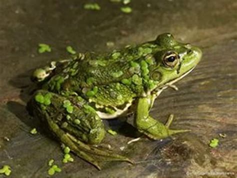 Додатковий матеріал до уроку "Ці дивовижні жаби"
