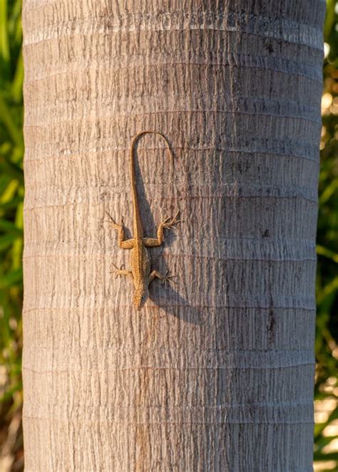 Lizard Feet Photos Download The Best Free Lizard Feet Stock Photos