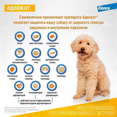 Адвокат для собак 4-10 кг упаковка (3 пипетки) – купить за 2820 руб ...