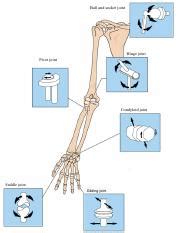 Edited Typesofjointsworksheets Pdf Ball And Socket Joint Hinge