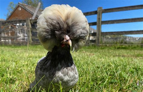 Chicken Breed With Hair