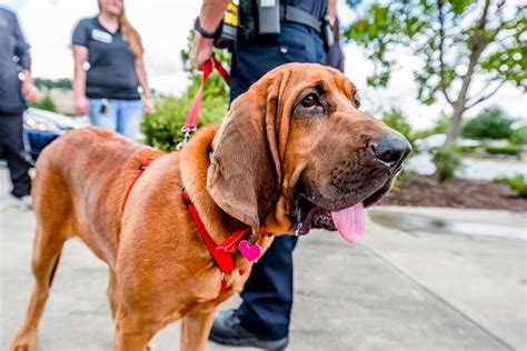 Bloodhound Dog Free Photo Rawpixel
