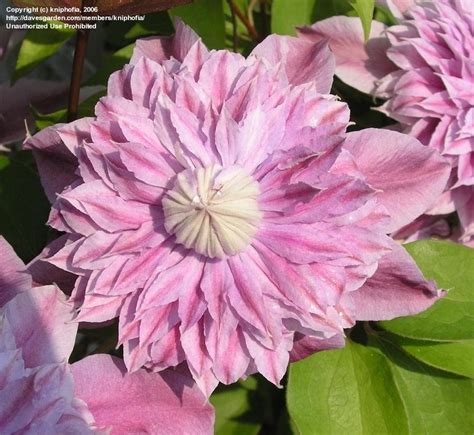 Plantfiles Pictures Clematis Early Large Flowered Double Clematis