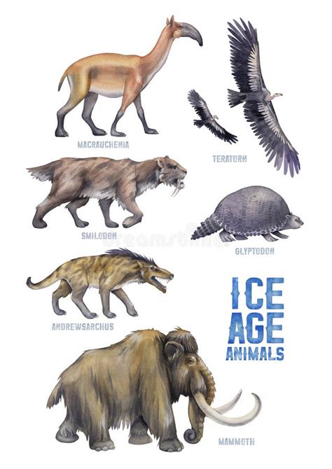 Andrewsarchus Vs Smilodon